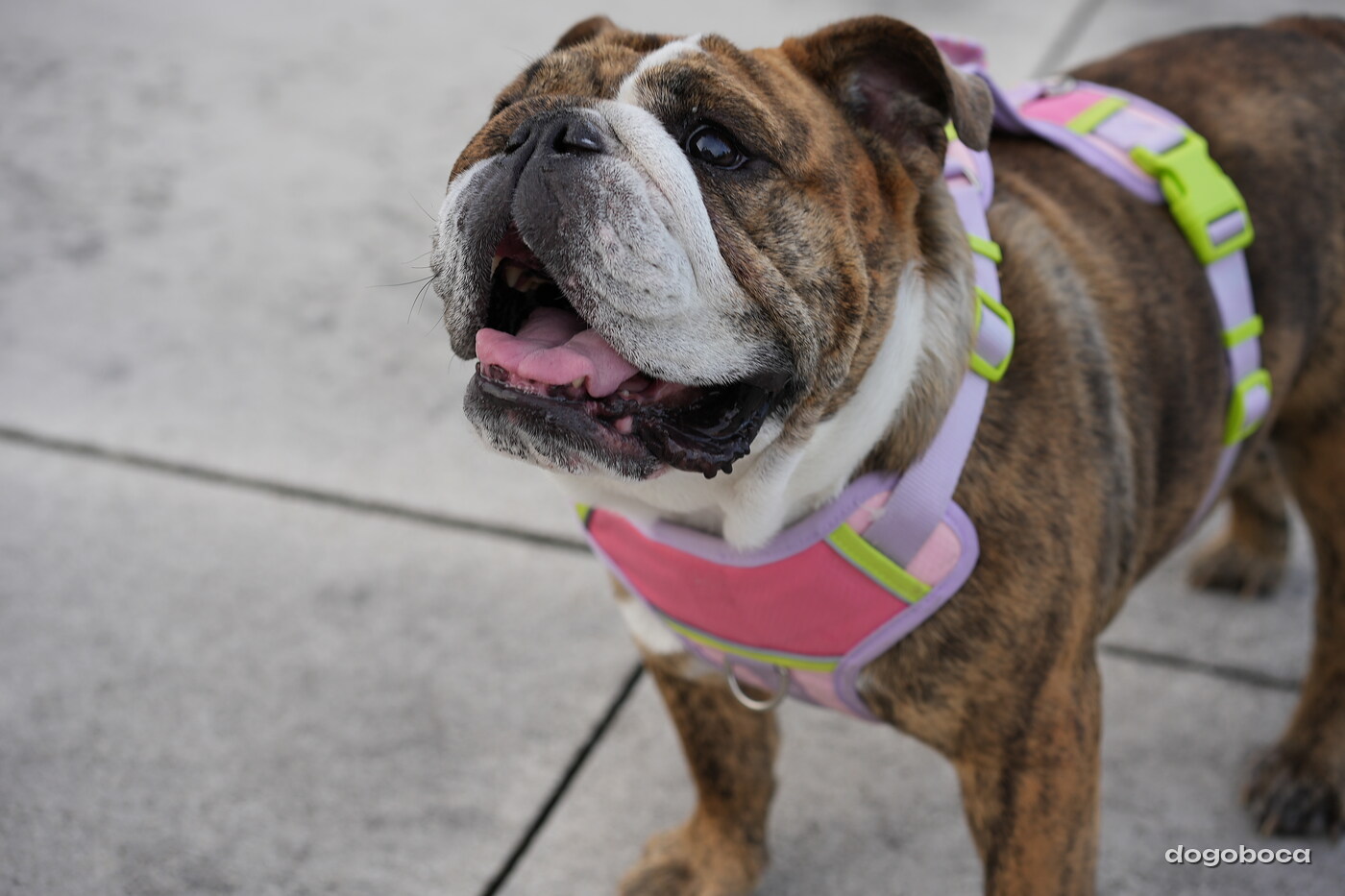 Brindle and white dog photographed at Mizner Bark Dog Park on September 4, 2026