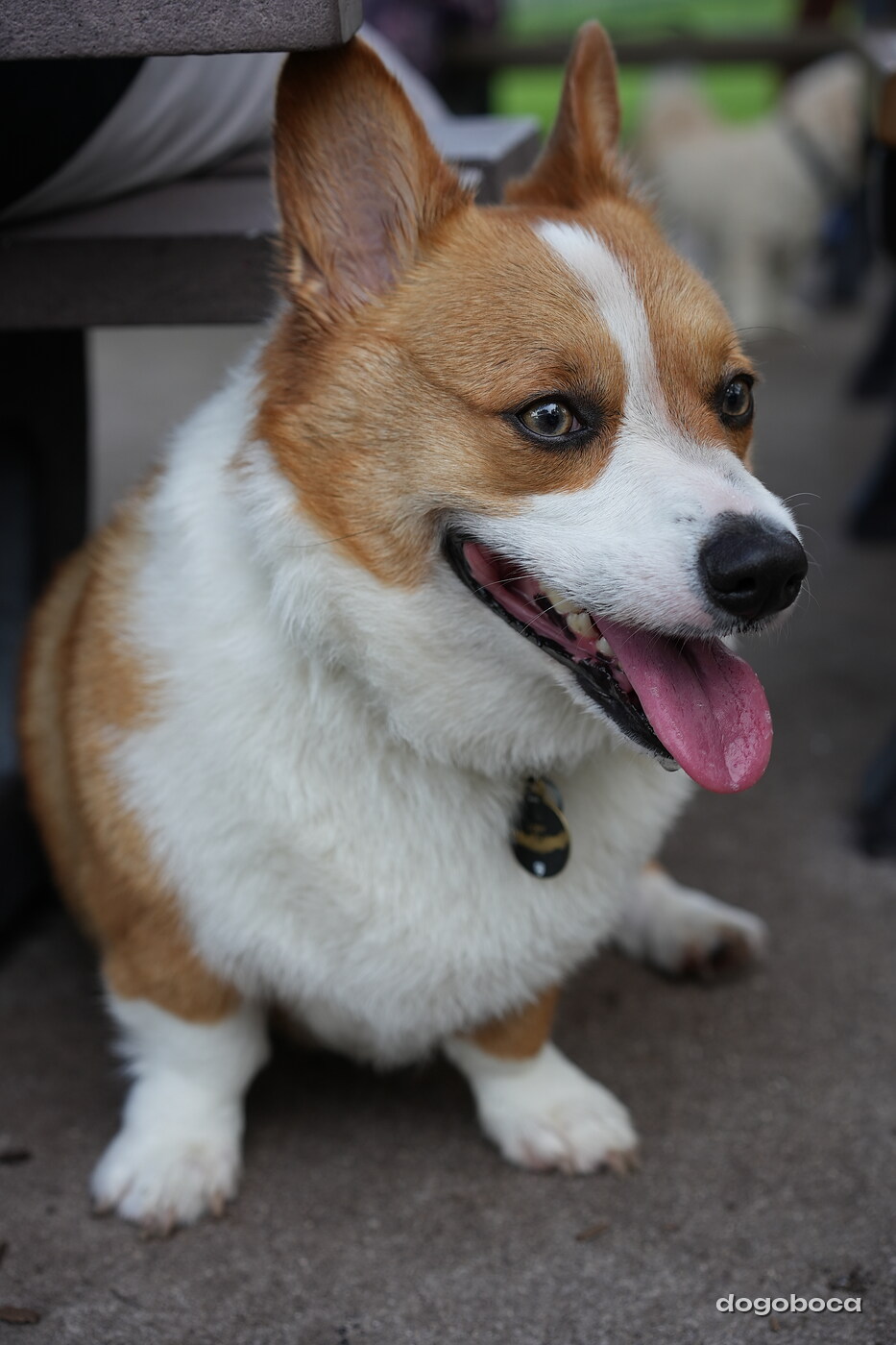 Toby photographed at Mizner Bark Dog Park on September 4, 2026