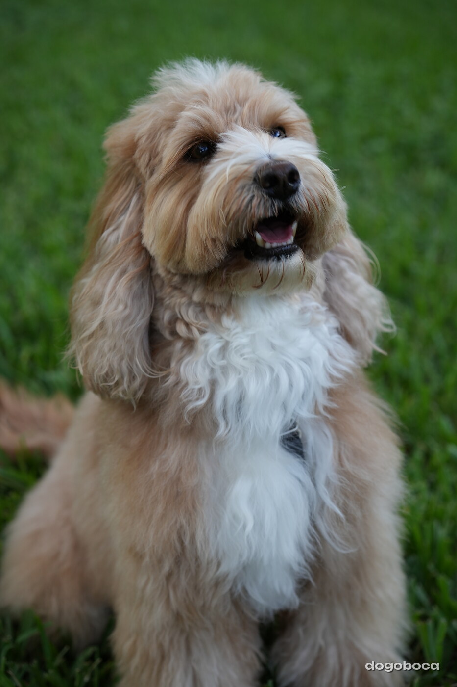 Woody photographed at Mizner Bark Dog Park on September 4, 2026