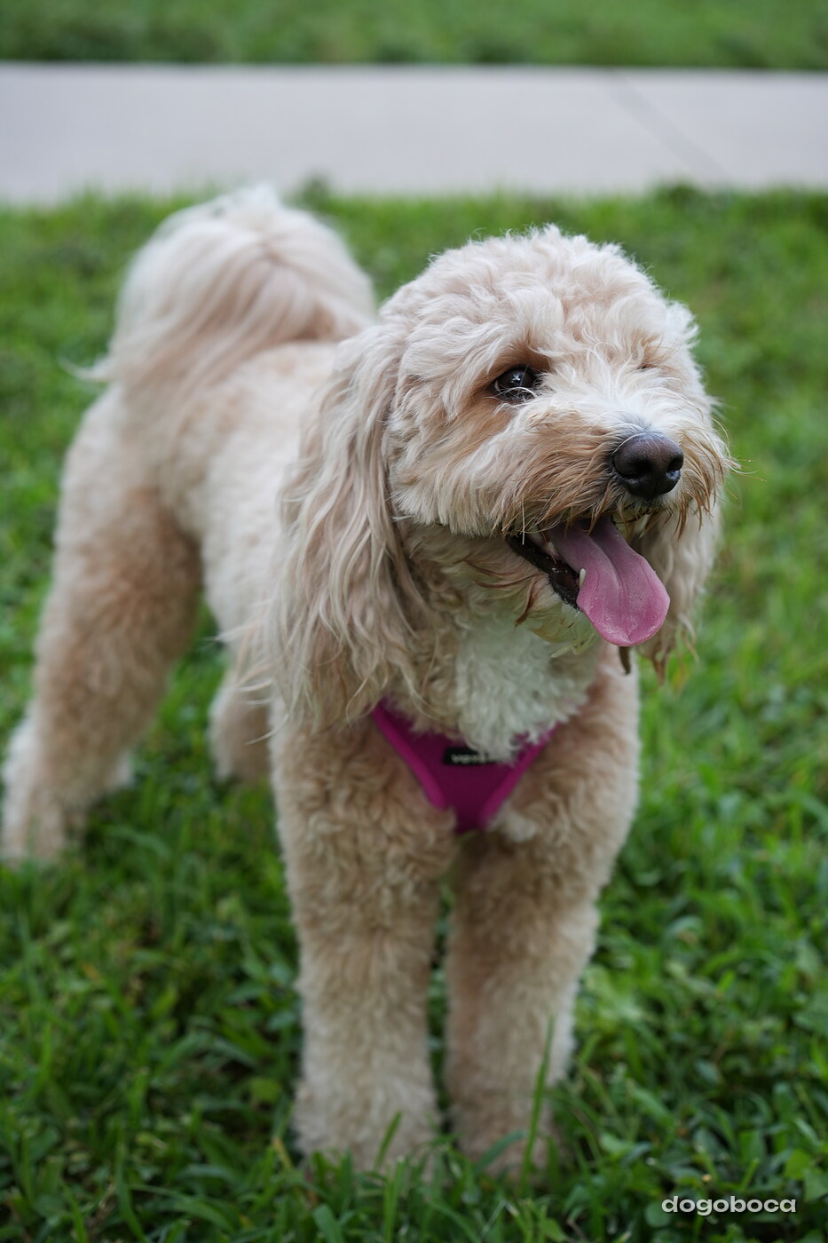Apricot white dog photographed at Mizner Bark Dog Park on September 4, 2026