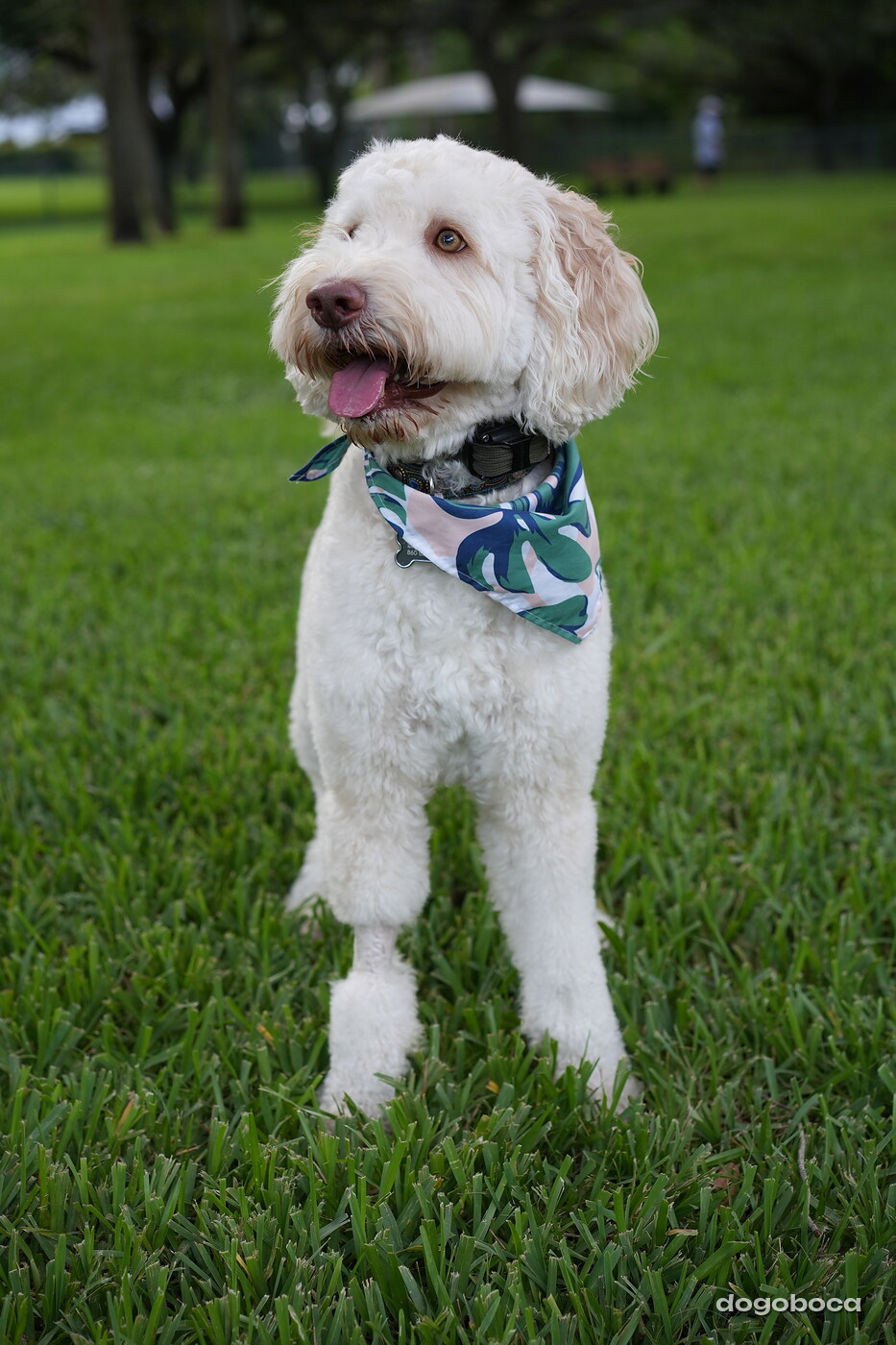 Cream white dog photographed at Mizner Bark Dog Park on September 4, 2026