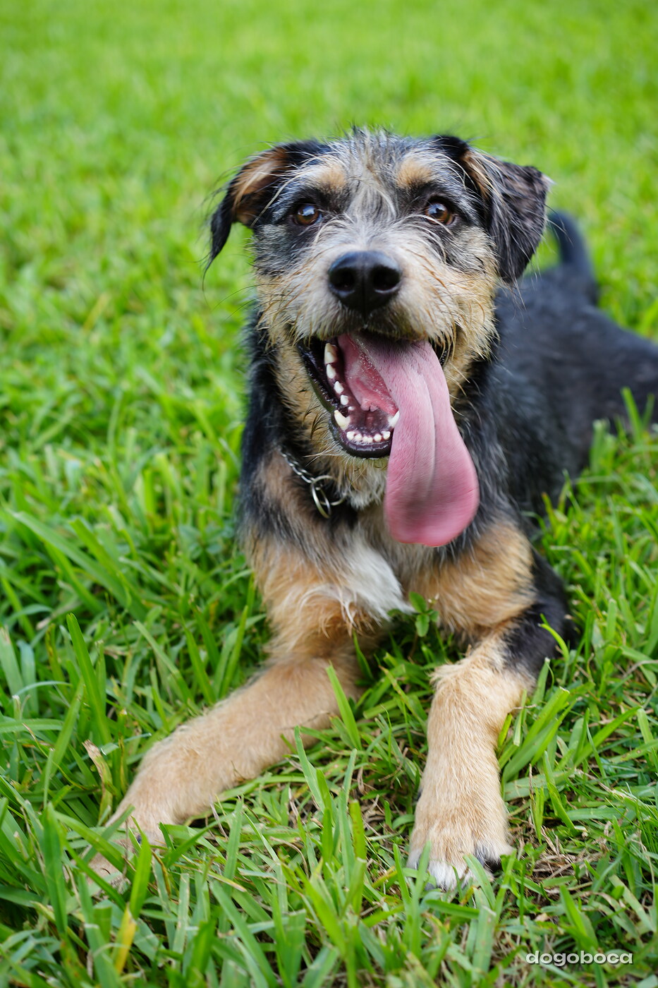 Rover photographed at Mizner Bark Dog Park on September 4, 2026