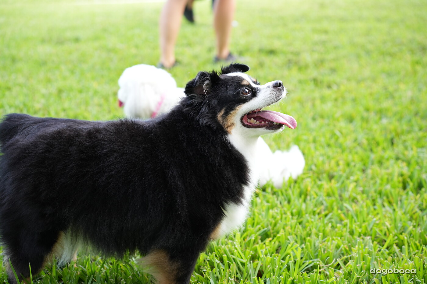 Black white tan dog photographed at Mizner Bark Dog Park on September 4, 2026