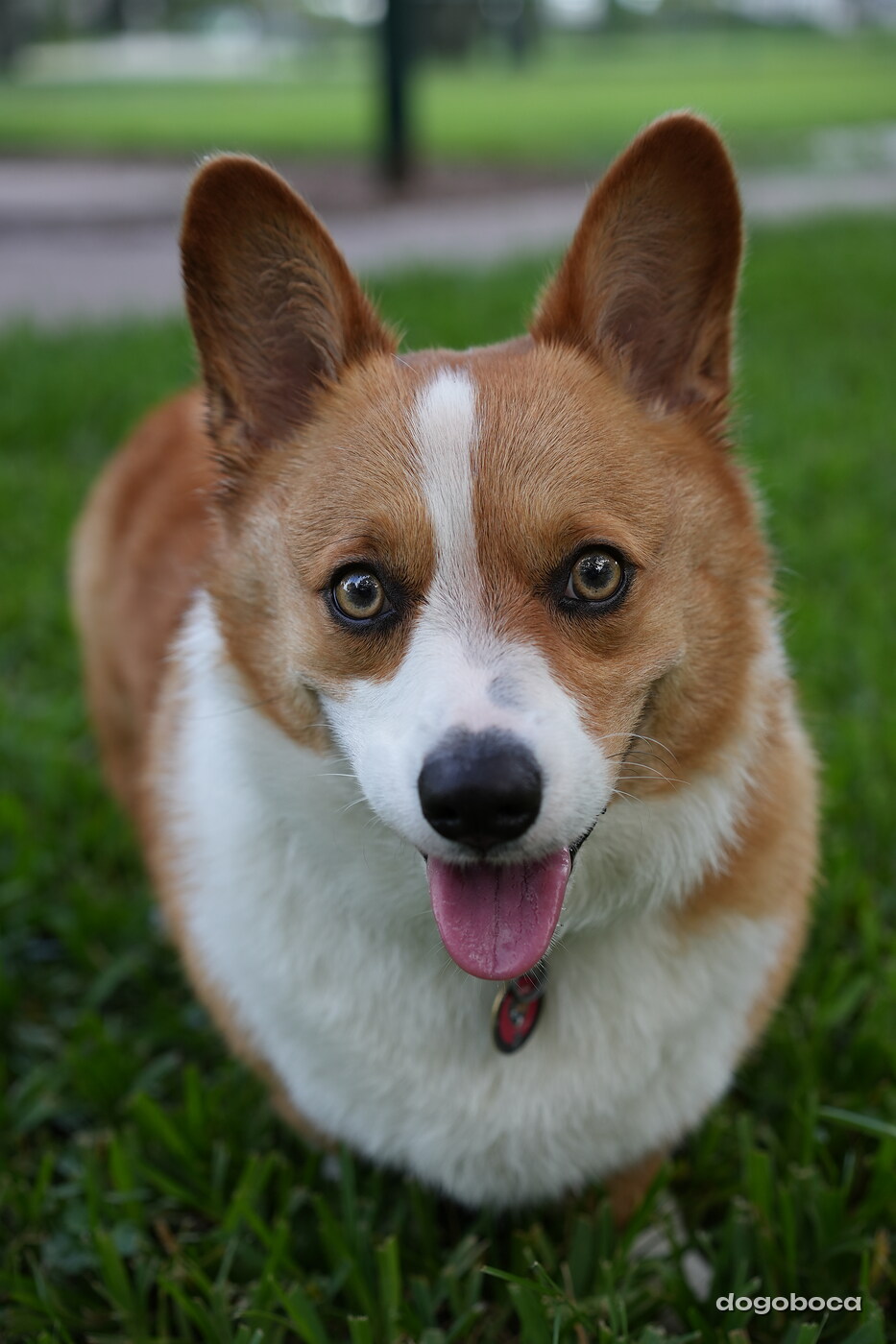 Toby photographed at Mizner Bark Dog Park on September 4, 2026