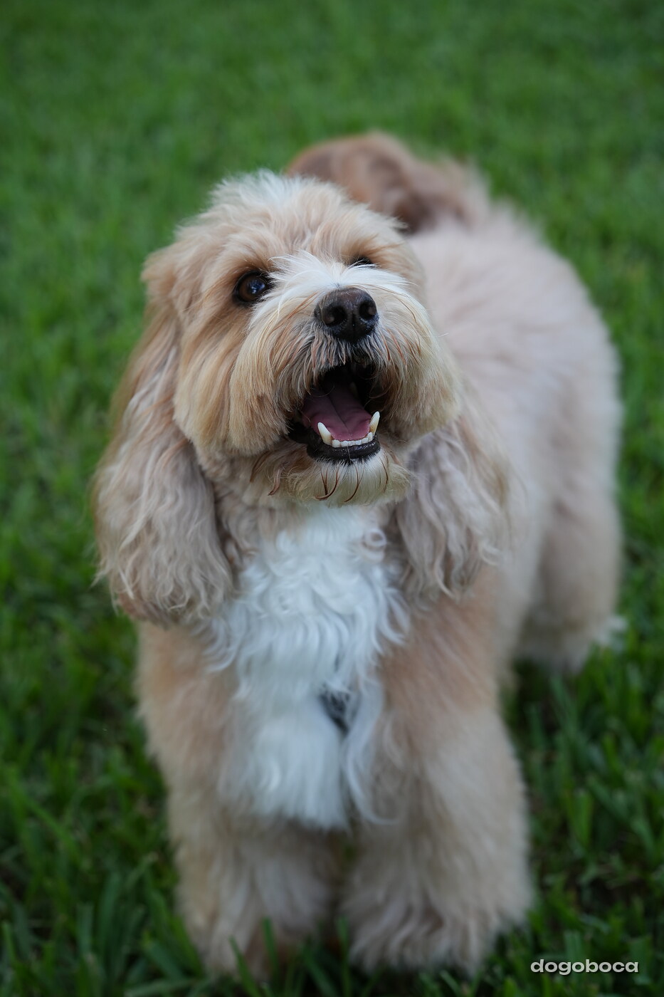 Woody photographed at Mizner Bark Dog Park on September 4, 2026