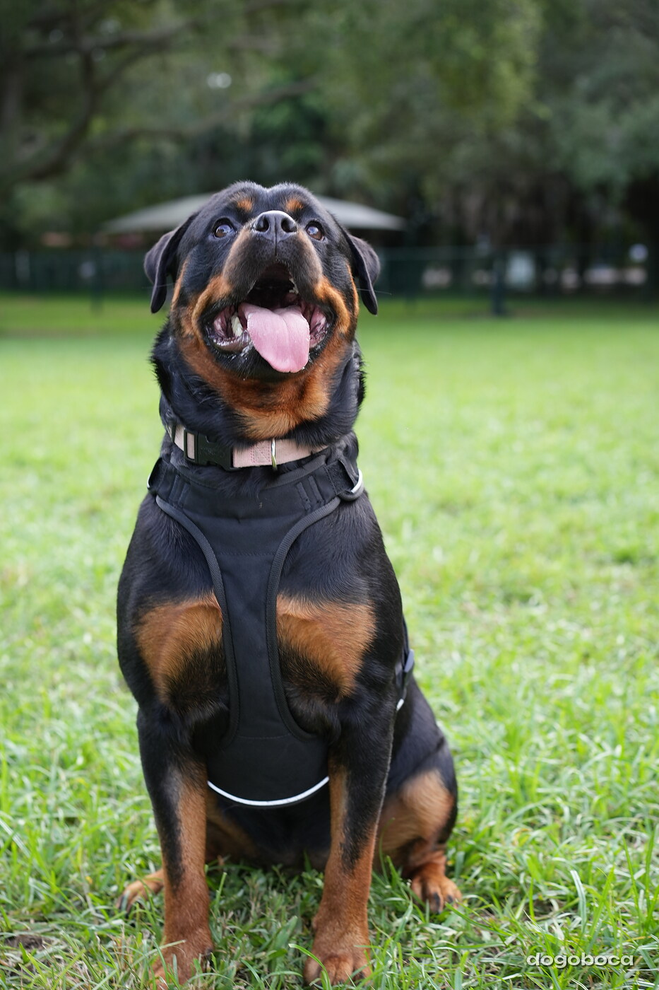 Reya photographed at Mizner Bark Dog Park on September 4, 2026