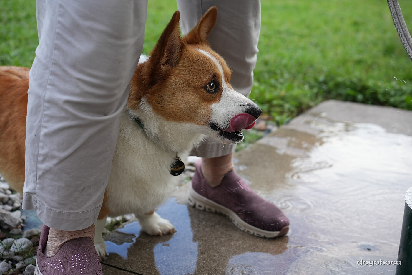 Toby photographed at Mizner Bark Dog Park on September 4, 2026