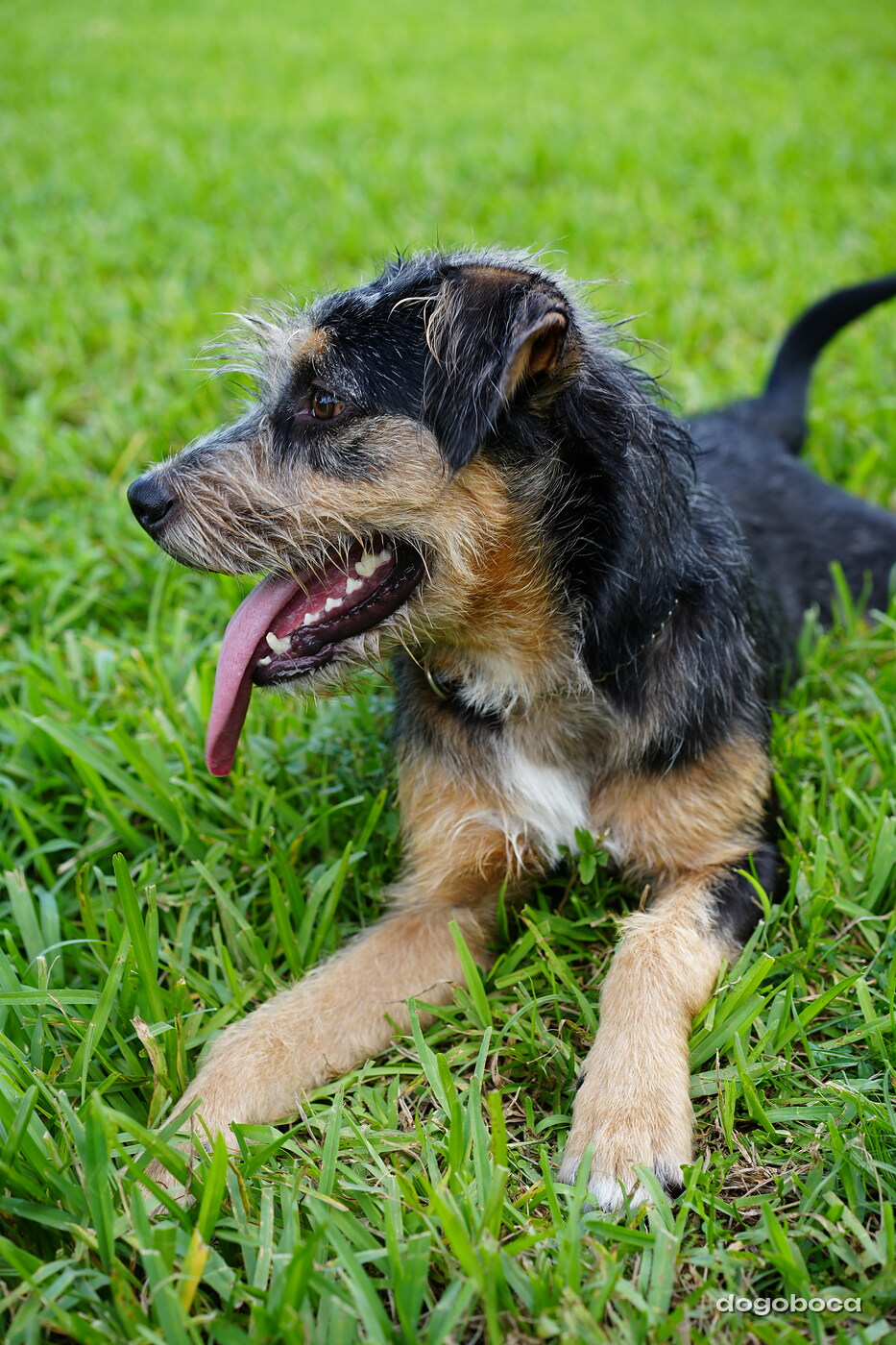 Rover photographed at Mizner Bark Dog Park on September 4, 2026