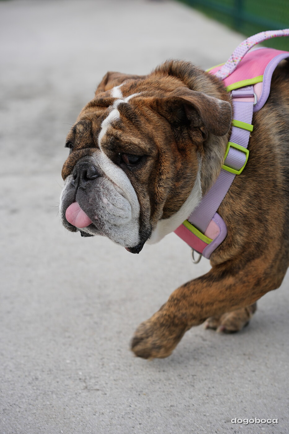 Brindle and white dog photographed at Mizner Bark Dog Park on September 4, 2026