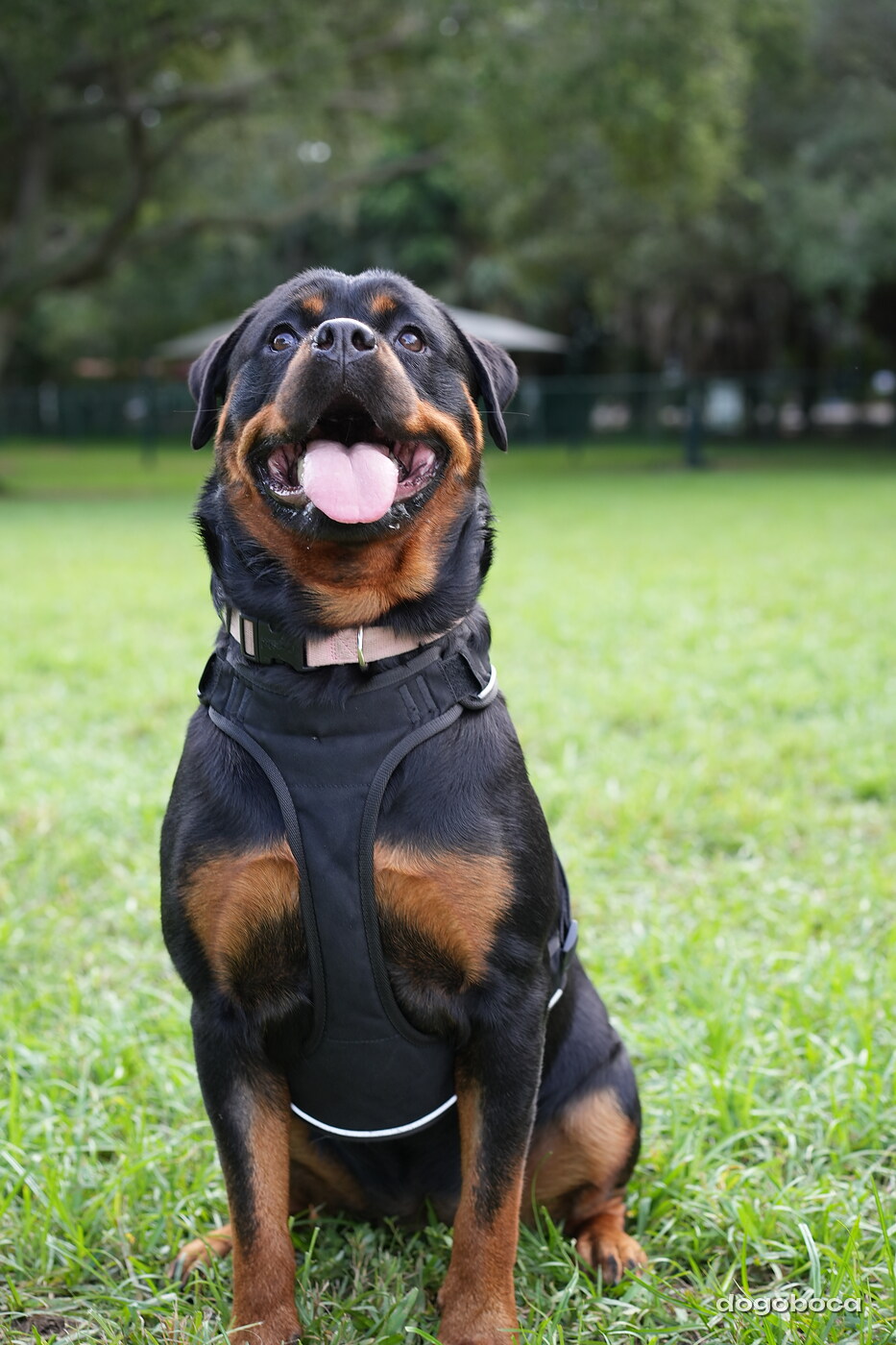Reya photographed at Mizner Bark Dog Park on September 4, 2026