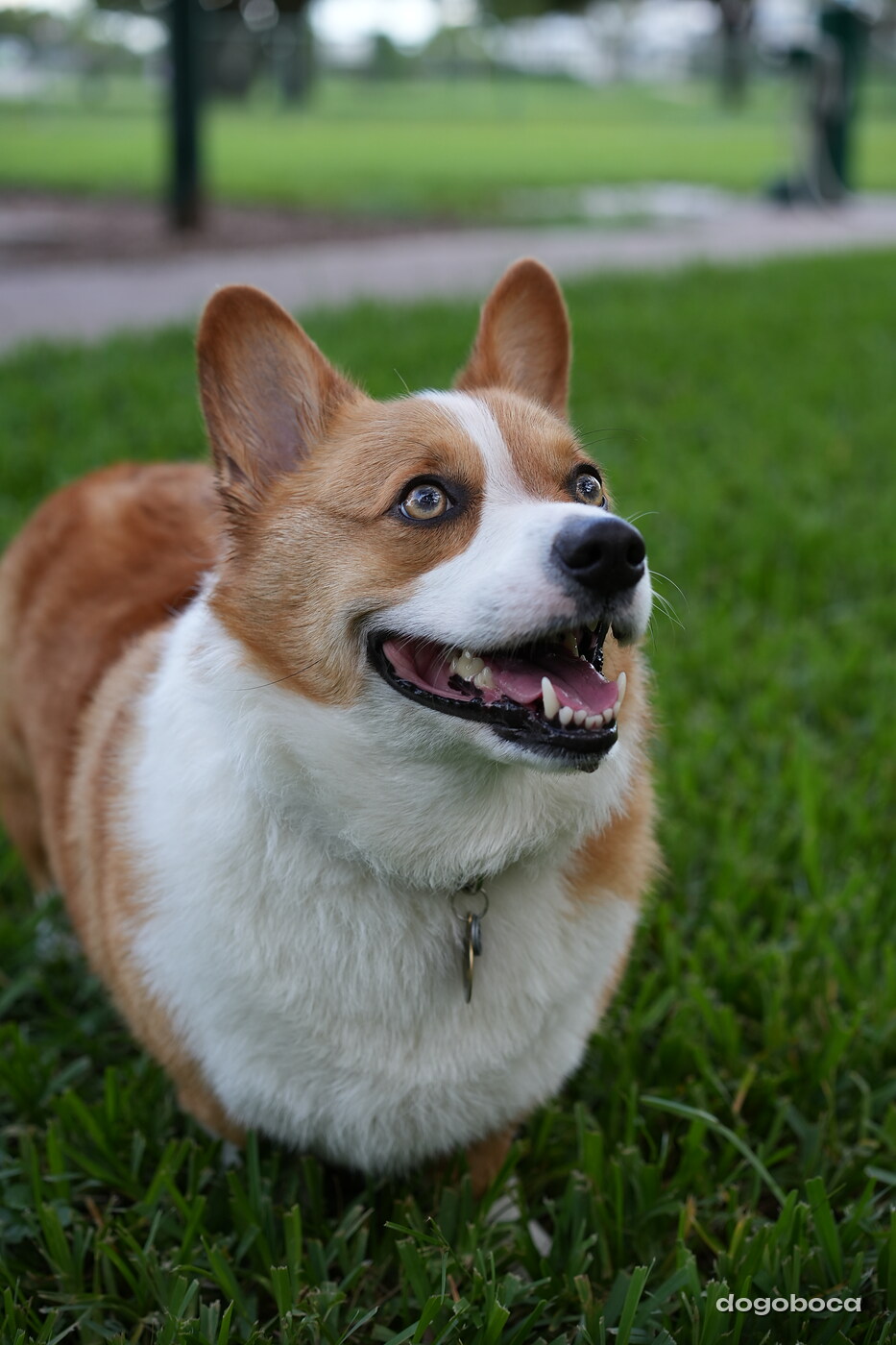 Toby photographed at Mizner Bark Dog Park on September 4, 2026