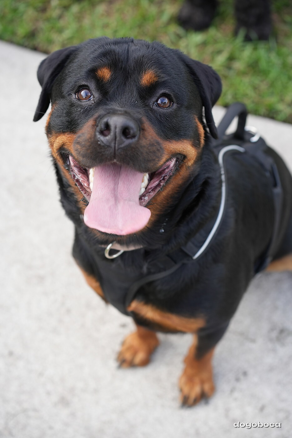 Reya photographed at Mizner Bark Dog Park on September 4, 2026
