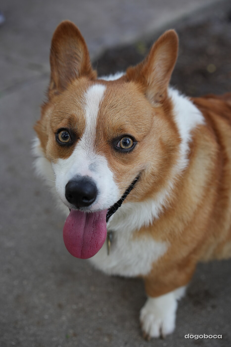Toby photographed at Mizner Bark Dog Park on September 4, 2026