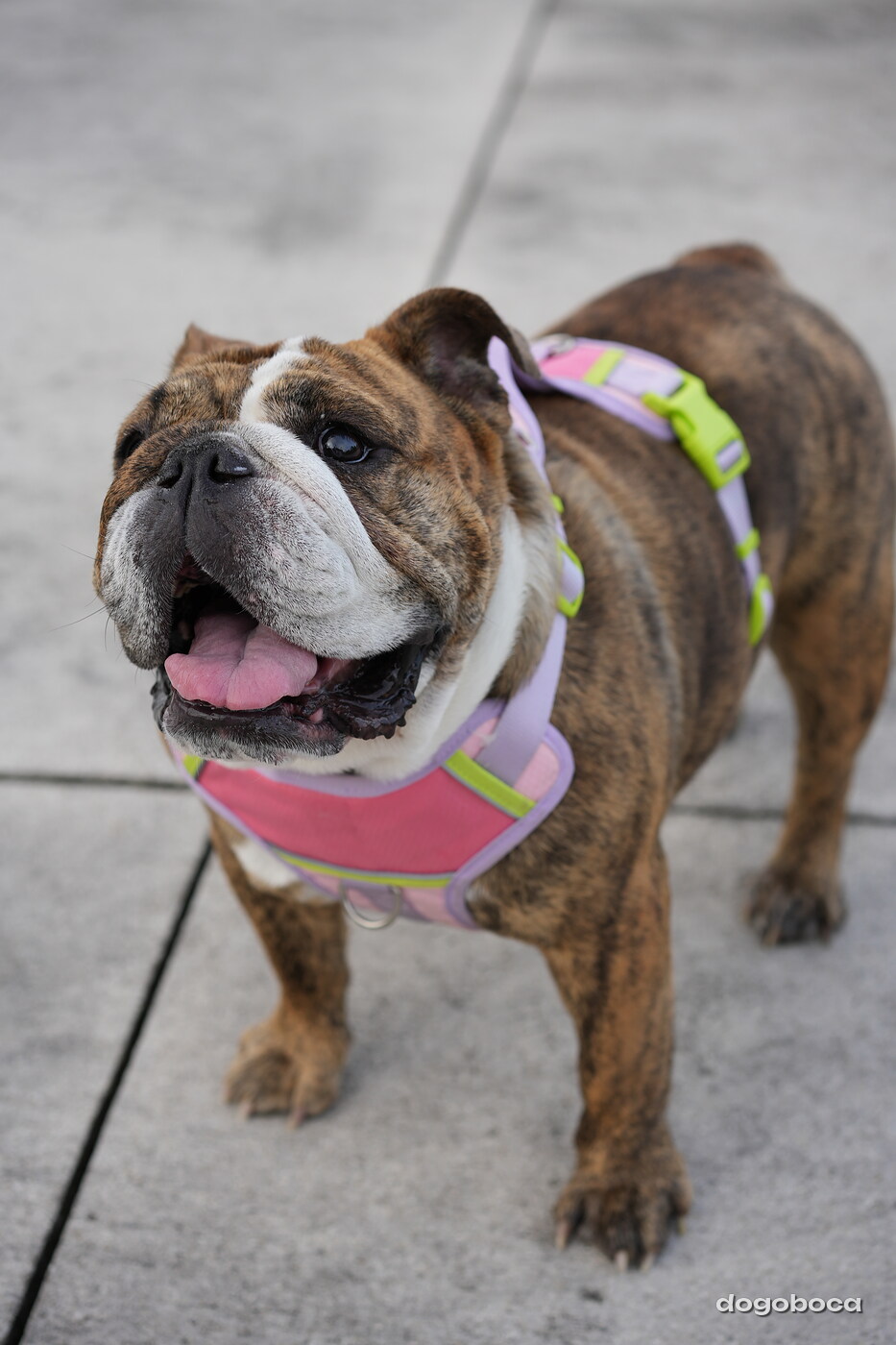 Brindle and white dog photographed at Mizner Bark Dog Park on September 4, 2026