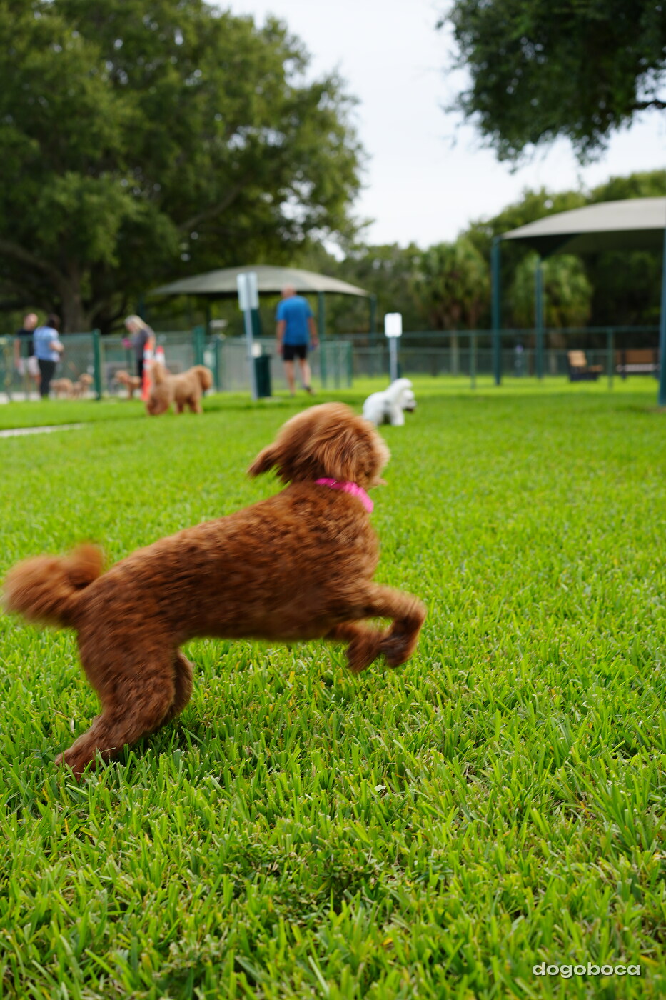 Reddish brown dog photographed at Mizner Bark Dog Park on September 4, 2026