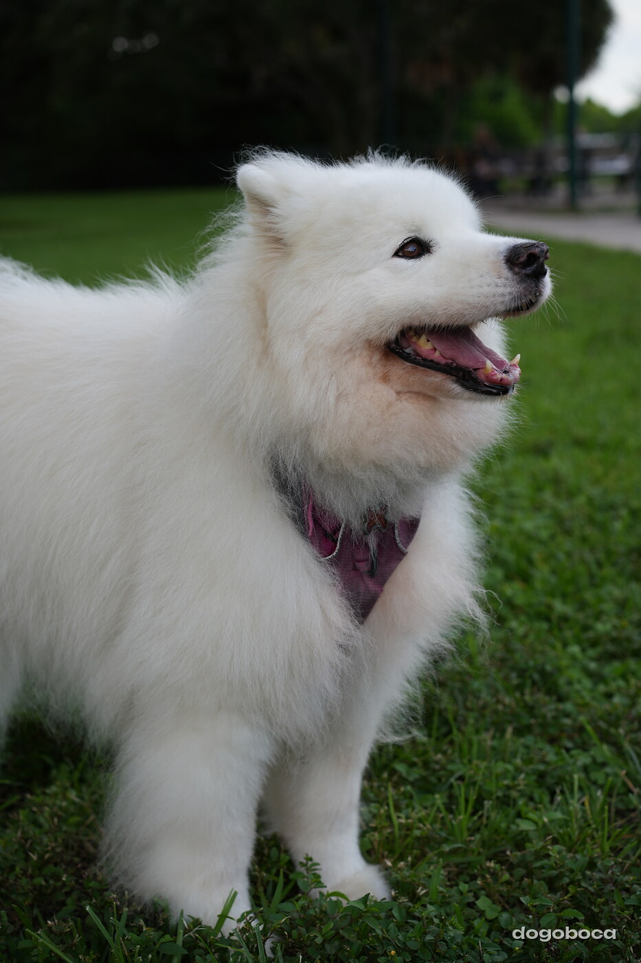 Eco photographed at Mizner Bark Dog Park on September 4, 2026