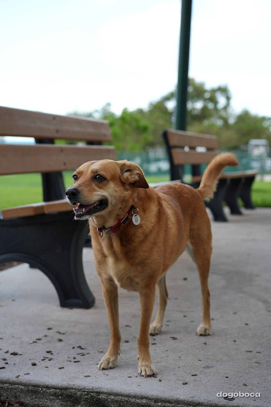 Golden tan dog photographed at Mizner Bark Dog Park on September 4, 2026