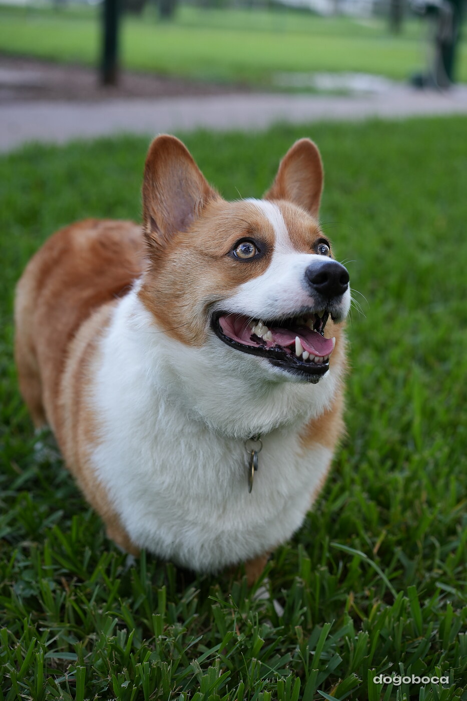 Toby photographed at Mizner Bark Dog Park on September 4, 2026
