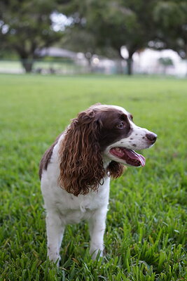 Brown and white dog photographed at Mizner Bark Dog Park on September 4, 2026