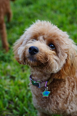 Apricot dog photographed at Mizner Bark Dog Park on September 4, 2026