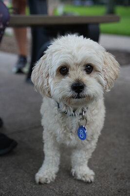 Cream white dog photographed at Mizner Bark Dog Park on September 4, 2026