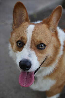Red and white dog photographed at Mizner Bark Dog Park on September 4, 2026