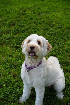 Lily photographed at Mizner Bark Dog Park on September 4, 2026