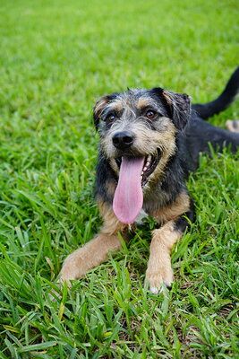 Rover photographed at Mizner Bark Dog Park on September 4, 2026
