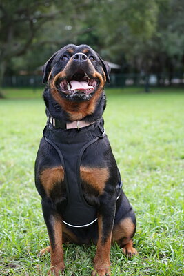 Reya photographed at Mizner Bark Dog Park on September 4, 2026