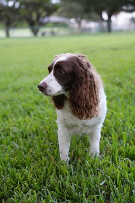 Brown and white dog photographed at Mizner Bark Dog Park on September 4, 2026