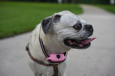 Fawn with black mask dog photographed at Mizner Bark Dog Park on September 4, 2026