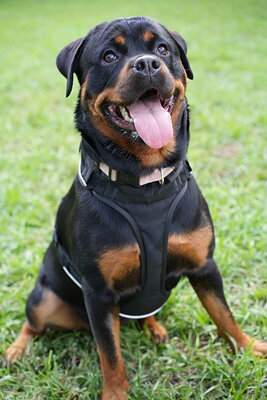 Reya photographed at Mizner Bark Dog Park on September 4, 2026