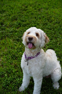 Lily photographed at Mizner Bark Dog Park on September 4, 2026