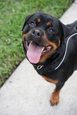 Black and tan dog photographed at Mizner Bark Dog Park on September 4, 2026
