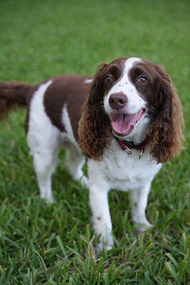 Brown and white dog photographed at Mizner Bark Dog Park on September 4, 2026