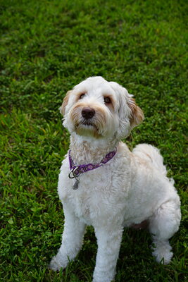 Lily photographed at Mizner Bark Dog Park on September 4, 2026