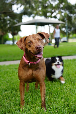 Chocolate with tan markings dog photographed at Mizner Bark Dog Park on September 4, 2026