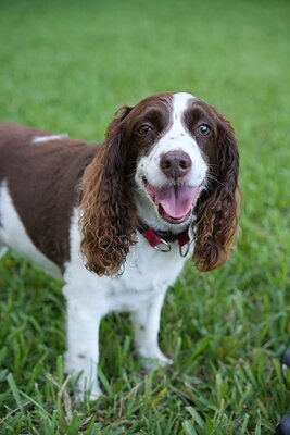 Brown and white dog photographed at Mizner Bark Dog Park on September 4, 2026