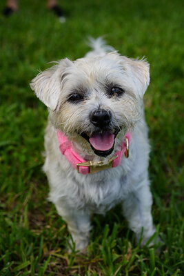 White dog photographed at Mizner Bark Dog Park on September 4, 2026