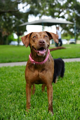 Chocolate brown dog photographed at Mizner Bark Dog Park on September 4, 2026