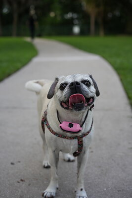 Fawn with black mask dog photographed at Mizner Bark Dog Park on September 4, 2026