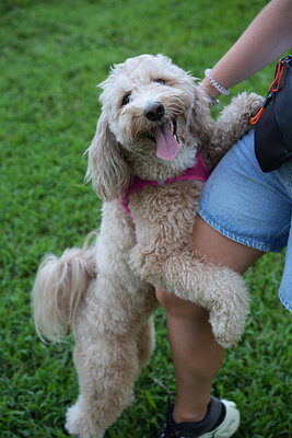 Cream apricot dog photographed at Mizner Bark Dog Park on September 4, 2026