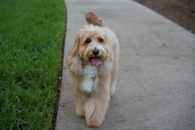 Woody photographed at Mizner Bark Dog Park on September 4, 2026