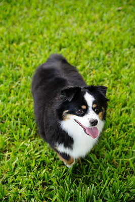 Black white tan dog photographed at Mizner Bark Dog Park on September 4, 2026