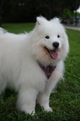 White dog photographed at Mizner Bark Dog Park on September 4, 2026