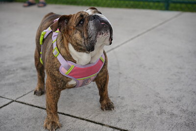 Brindle and white dog photographed at Mizner Bark Dog Park on September 4, 2026