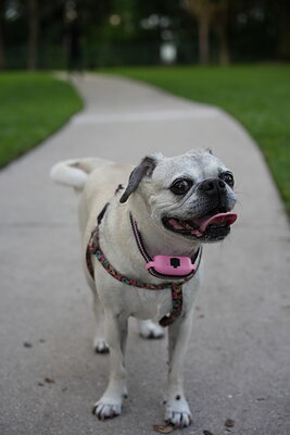 Fawn dog photographed at Mizner Bark Dog Park on September 4, 2026