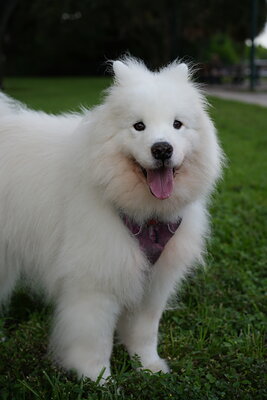 White dog photographed at Mizner Bark Dog Park on September 4, 2026