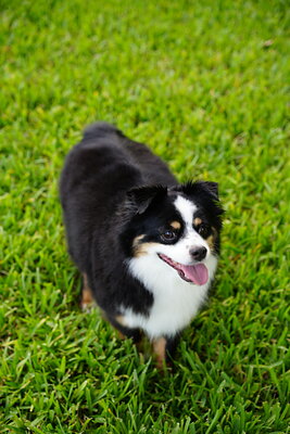 Black white tan dog photographed at Mizner Bark Dog Park on September 4, 2026