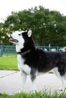 Black and white dog photographed at Mizner Bark Dog Park on September 4, 2026